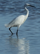 Martinet blanc (Egretta garzetta