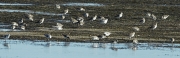 Territ tresdits  (Calidris alba)