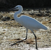 Martinet blanc (Egretta garzetta)