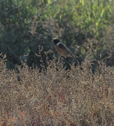 Bitxac comú mascle (Saxicola  torquata)