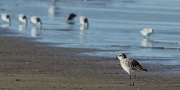 Territ tresdits  (Calidris alba)