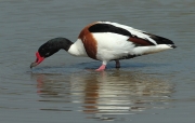 Ànec blanc Mascle (Tadorna tadorna)