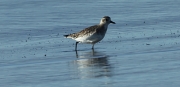 Territ tresdits  (Calidris alba)