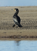 Corb Marí gros (phalacrocorax carbo)