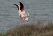 Flamenc rosat (Phoenicopterus roseus)