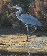 Bernat pescaire  (Ardea cinerea)