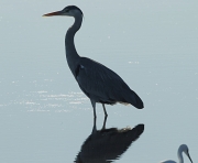 Bernat pescaire  (Ardea cinerea)