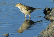 Titella (Anthus pratensis)