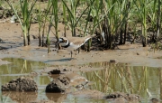 Corriol petit  (Charadrius dubius)