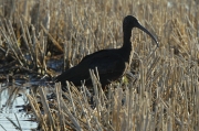 Capó reial (Plegadis falcinellus) Threskiornithidae