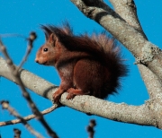 Esquirol vermell europeu