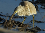 Martinet Ros (Ardeola ralloides)