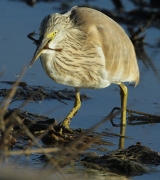 Martinet Ros (Ardeola ralloides)