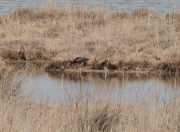 Capó reial (Plegadis falcinellus)