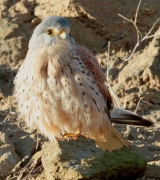 Xoriguer comú (Falco tinnunculus)