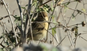 Mosquiter comú (Phylloscopus collybita)