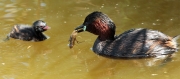 Cabusset  i Pollet (Tachybaptus ruficollis)