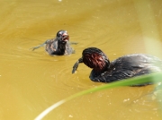 Cabusset  i Pollet (Tachybaptus ruficollis)