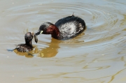 Cabusset  i Pollet (Tachybaptus ruficollis)