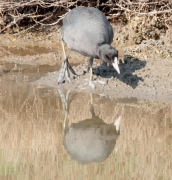 Fotja vulgar (Fulica atra)