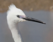 Martinet blanc (Egretta garzetta)