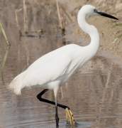 Martinet blanc (Egretta garzetta)