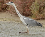 Bernat pescaire (Ardea cinerea)