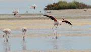 Flamenc rosat (Phoenicopterus roseus)