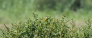 Cuereta torrentera (Motacilla cinerea)