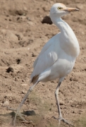 Esplugabous (Bubulcus ibis)