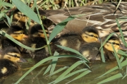 Pollets d'ànec collverd  i femella.