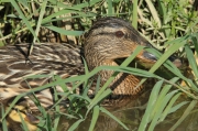 Pollets d'ànec collverd  i femella.