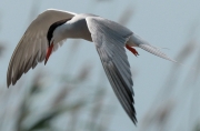 Xatrac comú (Sterna hirundo)