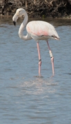 Immatur de flamenc rosat (Phoenicopterus roseus)