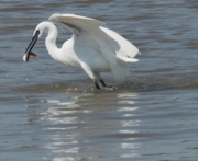 Martinet blanc (Egretta garzetta) Ardeidae