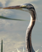 Agró roig (Ardea purpurea)