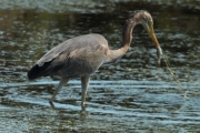 Agró roig (Ardea purpurea) Ardeidae.