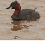 Cabusset (Tachybaptus ruficollis)