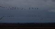 Grua (Grus grus)