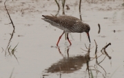 Gamba roja vulgar (Tringa totanus)