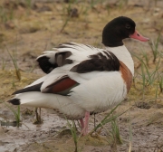 Femella d'ànec blanc   (Tadorna tadorna)