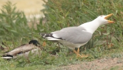 Gavià argentat (Larus michahellis)