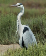 Bernat pescaire.