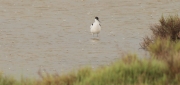 Bec d'alena (Recurvirostra avosetta)