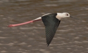 Cames llargues (Himantopus himantopus)