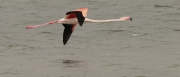 Flamenc rosat (Phoenicopterus roseus)