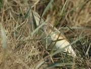 Martinet ros (Ardeola ralloides).