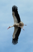 Cigonya blanca.