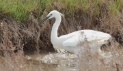 Martinet blanc (Egretta garzetta)