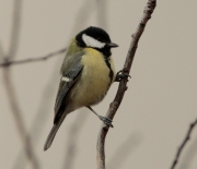 Mallerenga carbonera (Parus major)